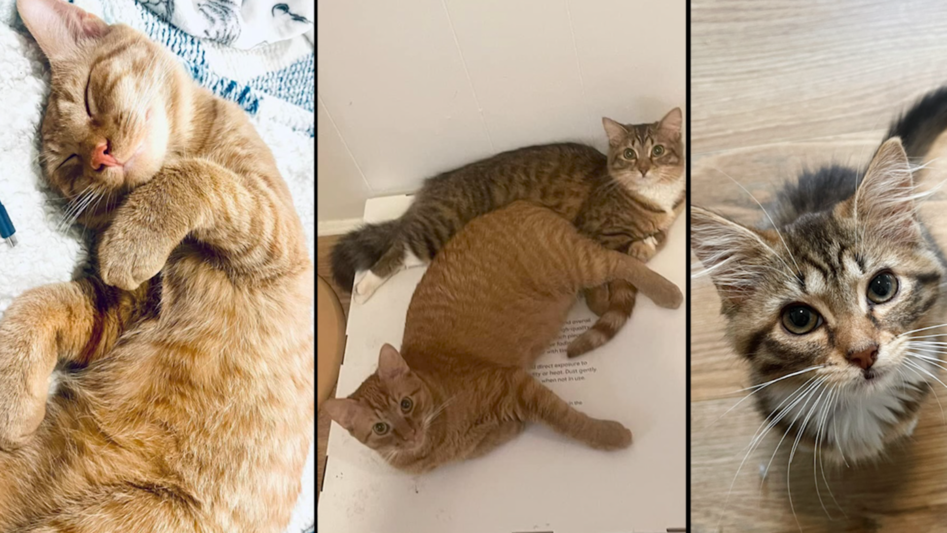 Young Midtown couple loses cats and all belongings in fire